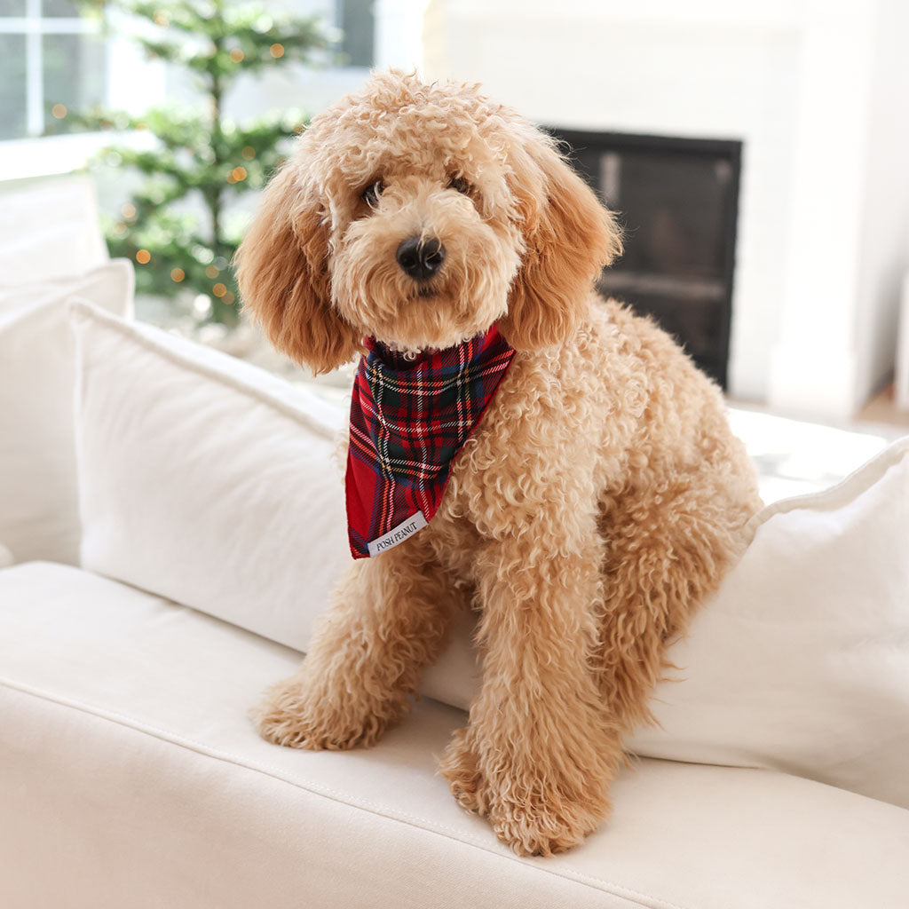 Plaid Red Dog Bandana Red Tartan Plaid - Main Image