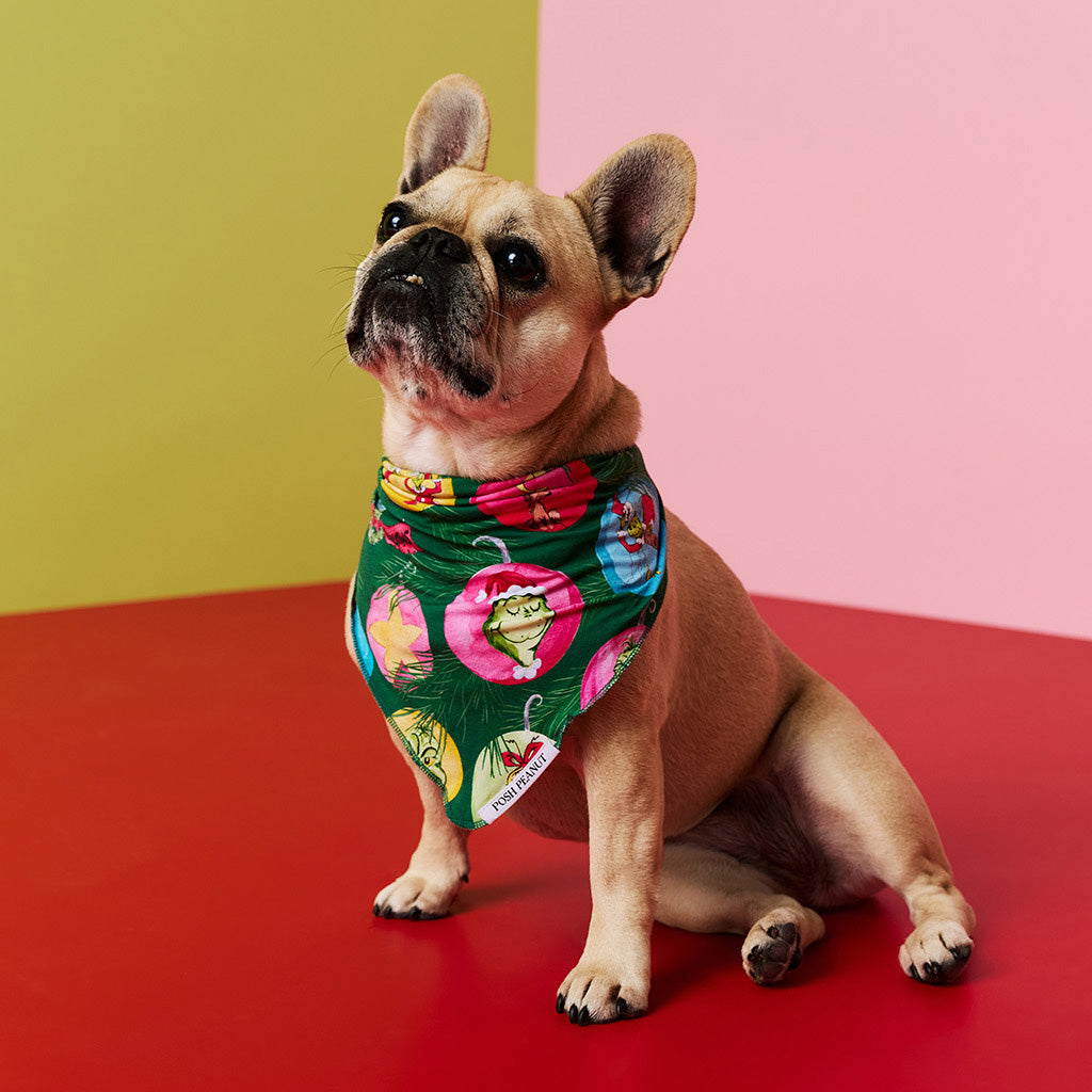 Dog wearing a colorful bandana with Dr.Seuss Grinch print on a red and pink background